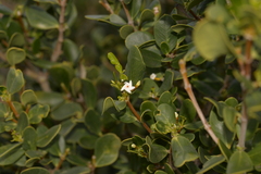 Alyxia buxifolia