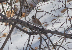Emberiza leucocephalos