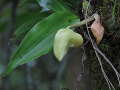 Stanhopea