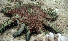 Acanthaster