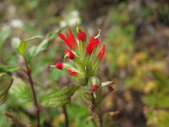 Castilleja scorzonerifolia