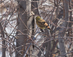 Emberiza citrinella × leucocephalos