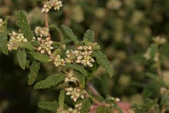 Commersonia borealis