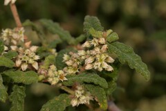 Commersonia borealis