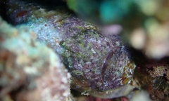 Antennatus tuberosus