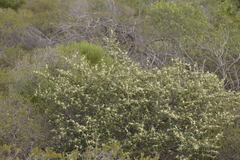 Commersonia borealis