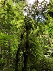 Cyatheaceae