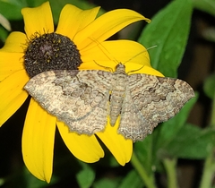 Rheumaptera meadii