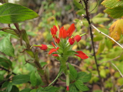 Castilleja scorzonerifolia