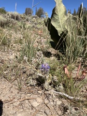 Lupinus lepidus
