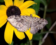Rheumaptera meadii