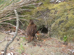 Gallirallus australis scotti