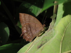 Taygetis nympha