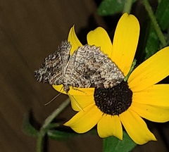 Rheumaptera meadii