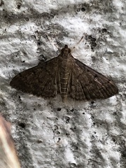 Herpetogramma