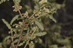 Commersonia borealis