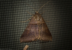 Mocis trifasciata