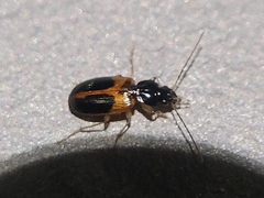 Badister elegans