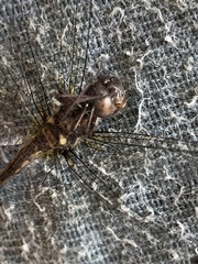 Dythemis nigra