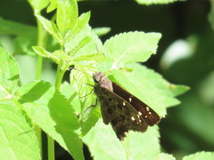 Thorybes dorantes dorantes