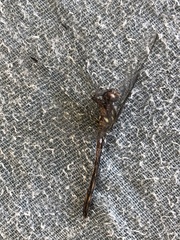 Dythemis nigra