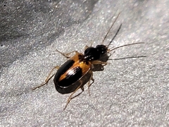 Badister elegans