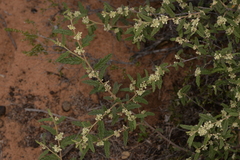 Commersonia borealis