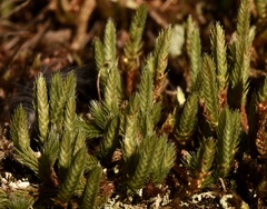 Selaginella rupestris