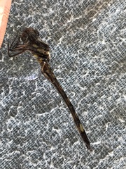 Dythemis nigra