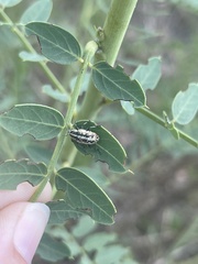 Eudiagogus rosenschoeldi