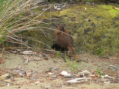 Gallirallus australis scotti