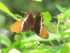 Siproeta epaphus epaphus