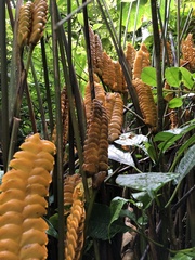 Calathea crotalifera image