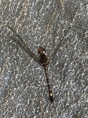Dythemis nigra
