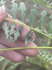 Eudiagogus rosenschoeldi