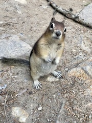 Callospermophilus lateralis