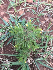 Tagetes filifolia