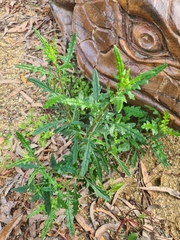 Senecio hispidulus