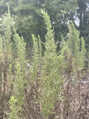 Eupatorium compositifolium
