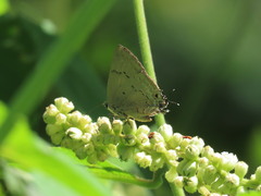 Parrhasius polibetes