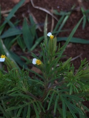 Tagetes filifolia