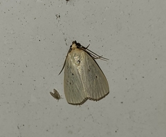 Marimatha nigrofimbria