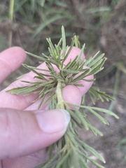 Eupatorium compositifolium