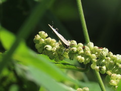 Parrhasius polibetes