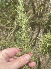 Eupatorium compositifolium