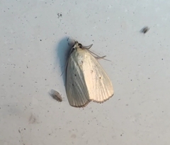 Marimatha nigrofimbria