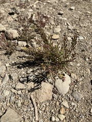 Descurainia californica