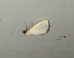 Marimatha nigrofimbria