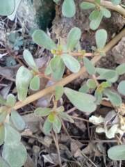 Portulaca oleracea