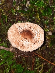 Verrucosporaceae